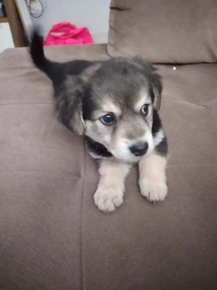 Cachorro ra a Sem raça definida idade Abaixo de 2 meses nome Zoe