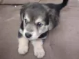 Zoe