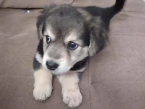 Cachorro raça Sem raça definida idade Abaixo de 2 meses nome Zoe