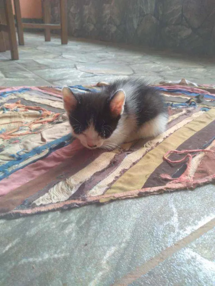 Gato raça Indefinido idade 2 a 6 meses nome Branquinha, branquin