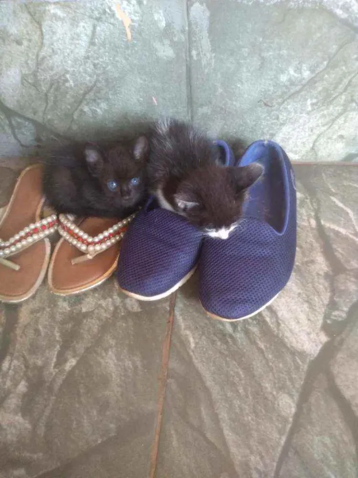 Gato raça Indefinido idade 2 a 6 meses nome Branquinha, branquin