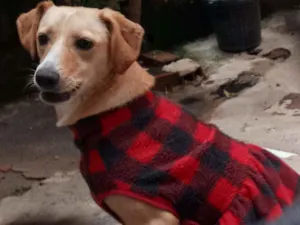 Cachorro raça SRD idade 1 ano nome Meg