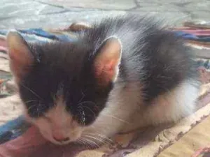 Gato raça Indefinido idade 2 a 6 meses nome Branquinha, branquin