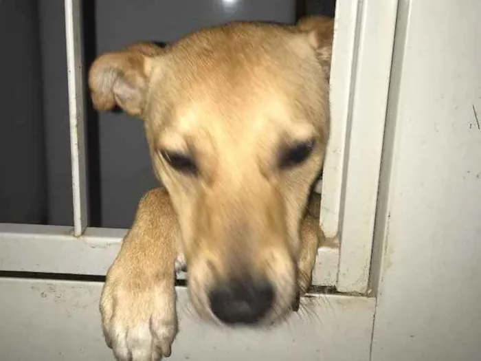 Cachorro ra a Vira lata  idade 7 a 11 meses nome Jake 