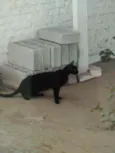 Faisca