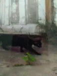 Faisca