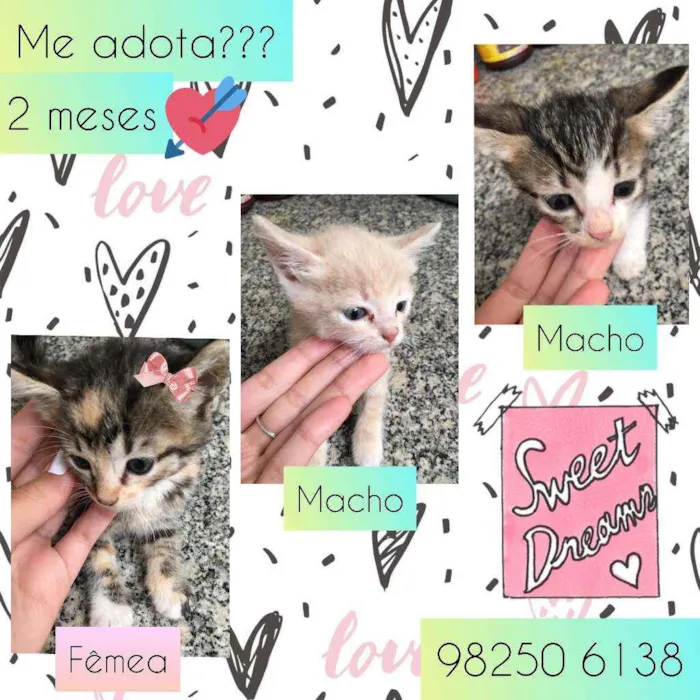 Gato raça SRD idade Abaixo de 2 meses nome Trio ternura