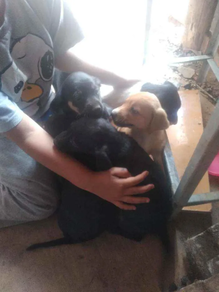 Cachorro ra a Vira lata  idade 2 a 6 meses nome Filhotes 