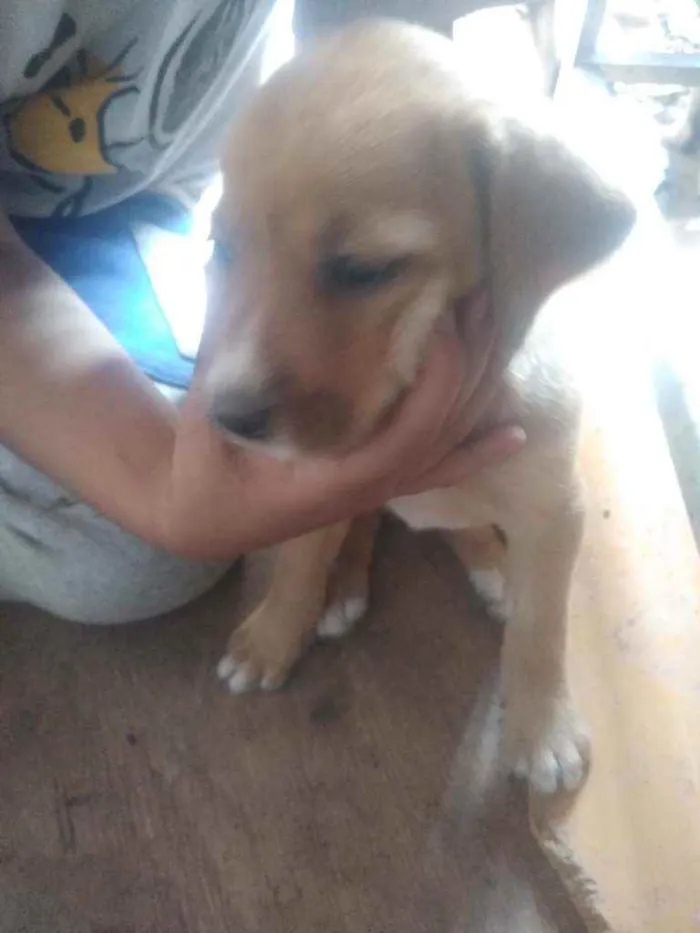 Cachorro ra a Vira lata  idade 2 a 6 meses nome Filhotes 