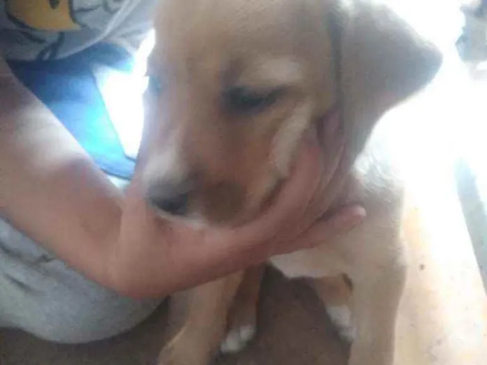 Cachorro ra a Vira lata  idade 2 a 6 meses nome Filhotes 
