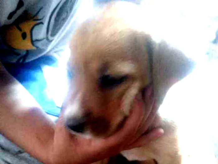 Cachorro ra a Vira lata  idade 2 a 6 meses nome Filhotes 