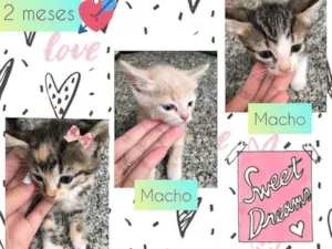 Gato raça SRD idade Abaixo de 2 meses nome Trio ternura