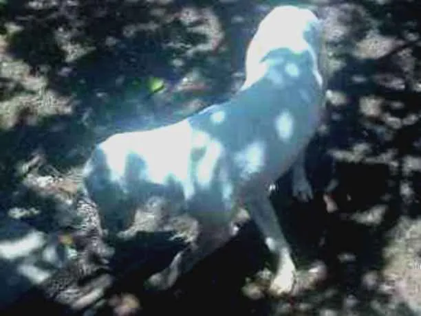 Cachorro ra a Pitbull misturado com viralata idade 1 ano nome Branco