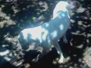 Cachorro raça Pitbull misturado com viralata idade 1 ano nome Branco
