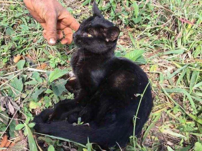 Gato ra a Desconhecida idade 2 a 6 meses nome Arruda