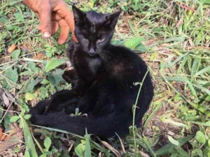 Gato raça Desconhecida idade 2 a 6 meses nome Arruda