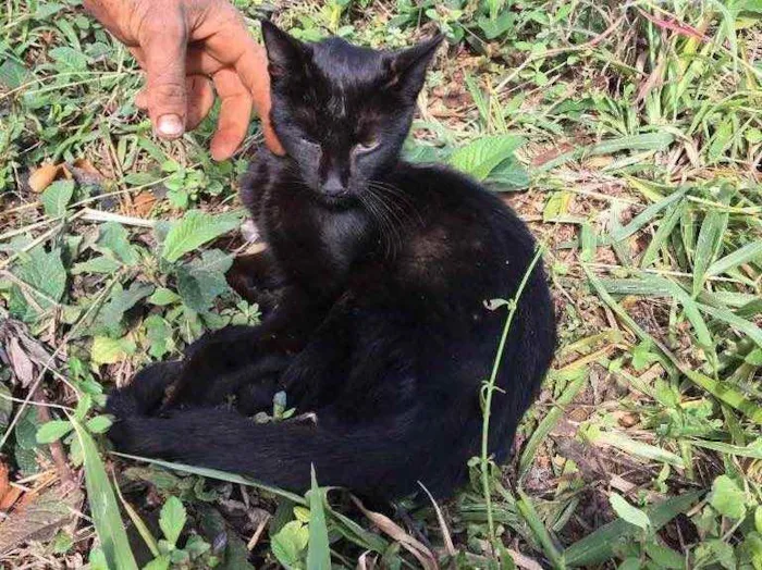 Gato ra a Desconhecida idade 2 a 6 meses nome Arruda