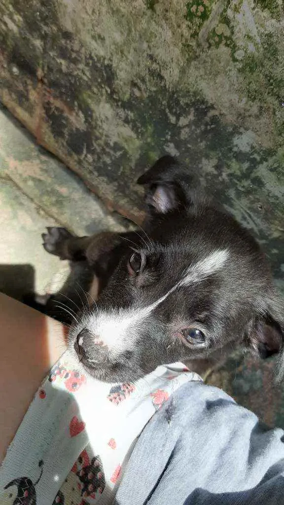 Cachorro ra a Vira Lata idade 2 a 6 meses nome Sem Nome