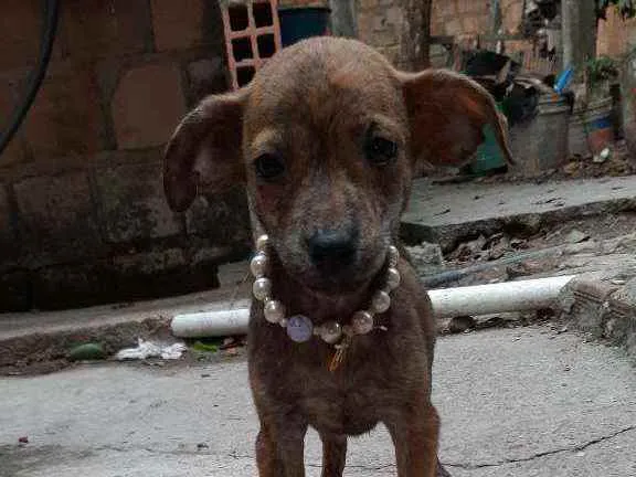 Cachorro ra a Vira Lata idade 2 a 6 meses nome Sem Nome