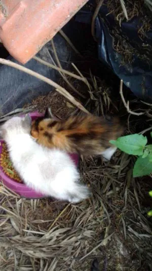 Gato raça Femia idade Abaixo de 2 meses nome Kukinha