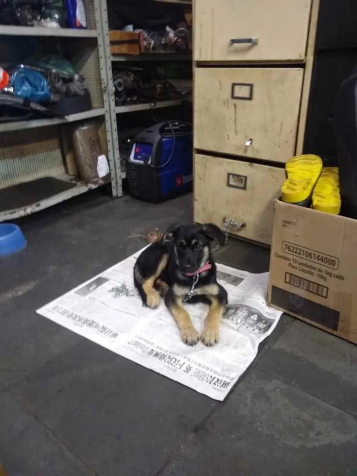 Cachorro ra a  idade 2 a 6 meses nome Zoe
