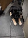Zoe