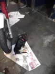 Zoe