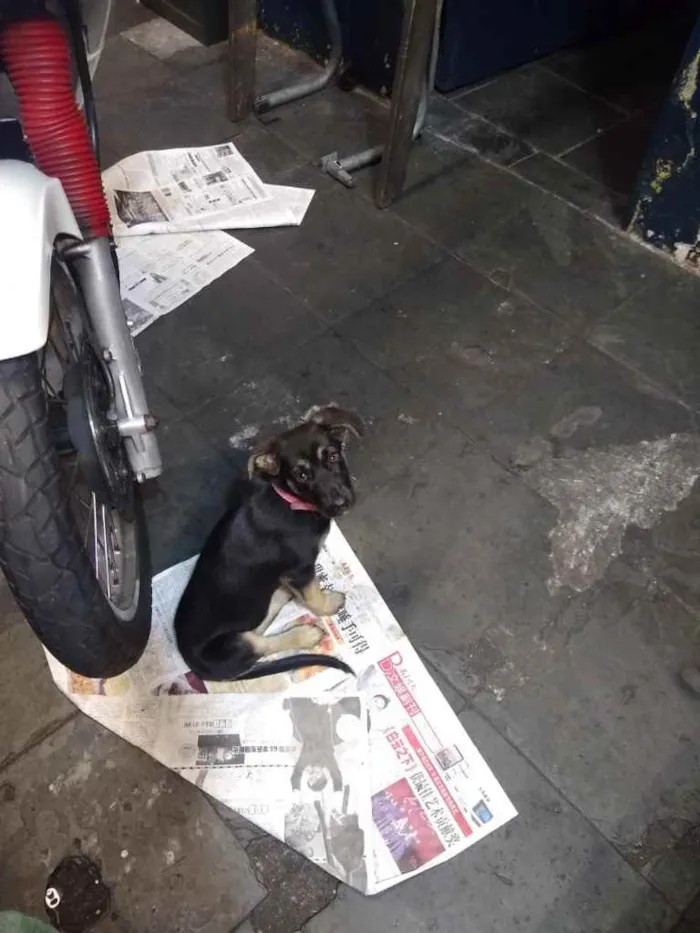 Cachorro ra a  idade 2 a 6 meses nome Zoe