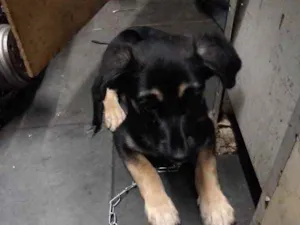 Cachorro raça  idade 2 a 6 meses nome Zoe