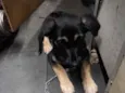 Zoe