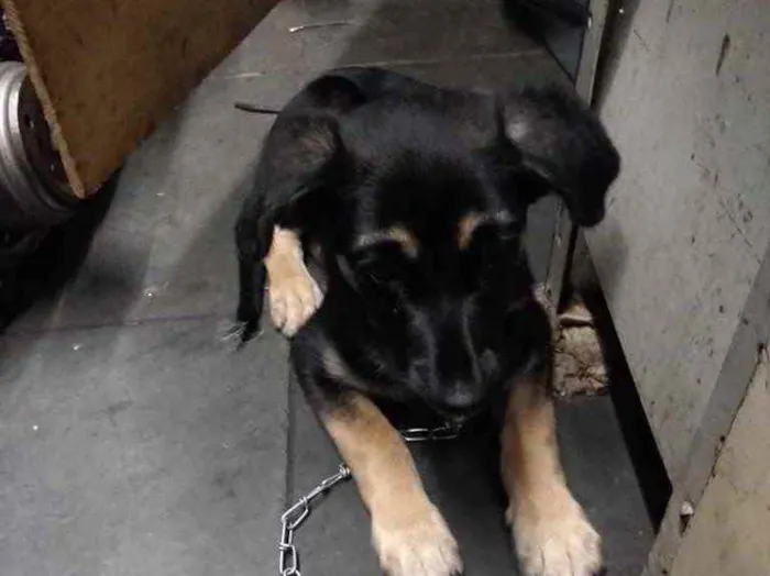 Cachorro ra a  idade 2 a 6 meses nome Zoe