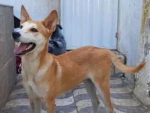 Cachorro raça SRD-ViraLata idade 1 ano nome Marry