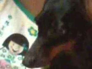 Cachorro raça Basset dachshund (salsicha) idade 6 ou mais anos nome Suzi