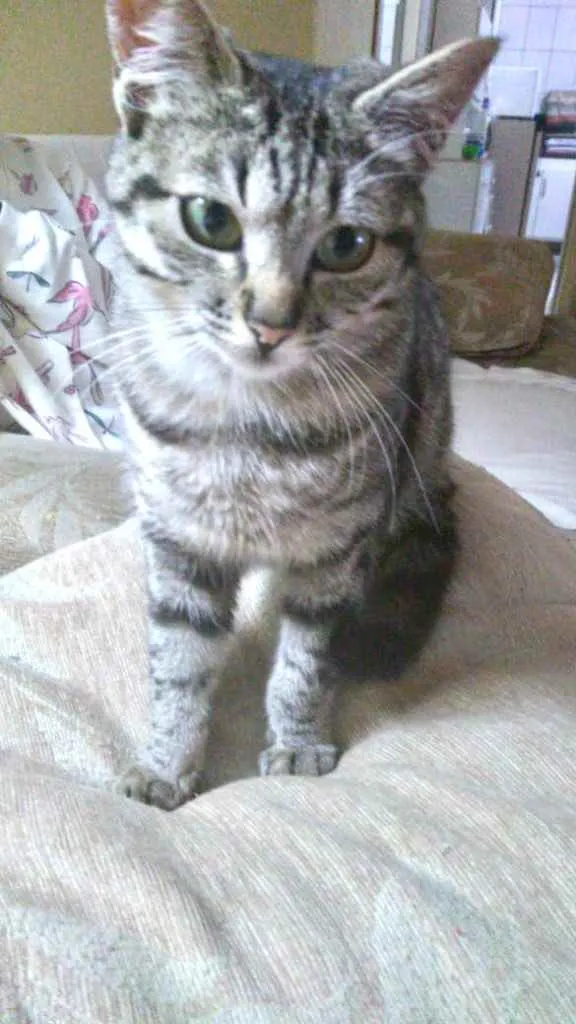 Gato ra a Srd  idade 2 a 6 meses nome Mimi bb lindíssima