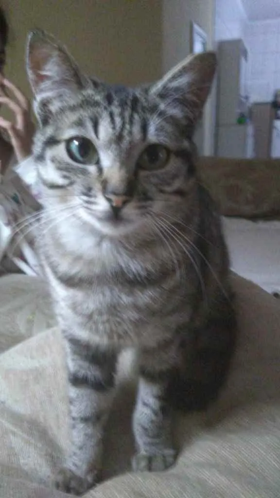 Gato ra a Srd  idade 2 a 6 meses nome Mimi bb lindíssima