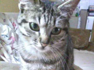 Gato raça Srd  idade 2 a 6 meses nome Mimi bb lindíssima 
