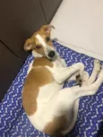 Apólo 