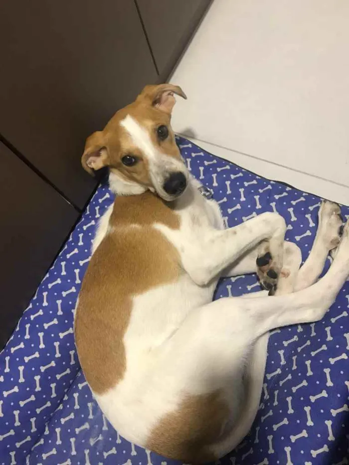 Cachorro ra a Vira-lata  idade 7 a 11 meses nome Apólo 
