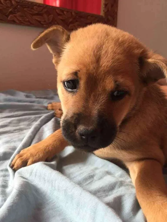 Cachorro raça Chow chow idade Abaixo de 2 meses nome Pérola 