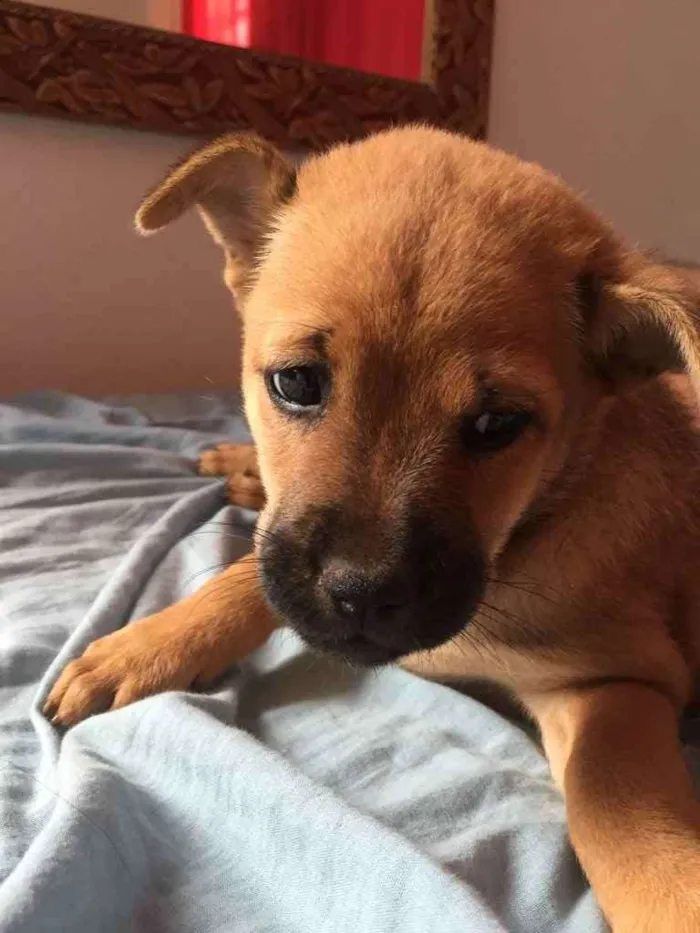 Cachorro raça Chow chow idade Abaixo de 2 meses nome Pérola 