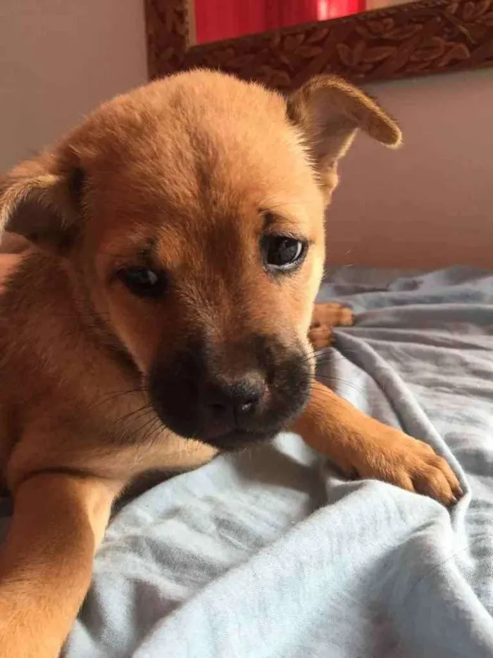 Cachorro raça Chow chow idade Abaixo de 2 meses nome Pérola 