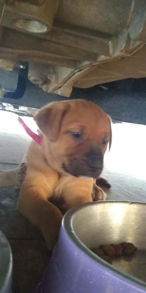 Cachorro ra a Srd  idade Abaixo de 2 meses nome Kategat