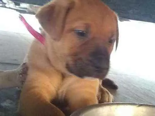 Cachorro ra a Srd  idade Abaixo de 2 meses nome Kategat