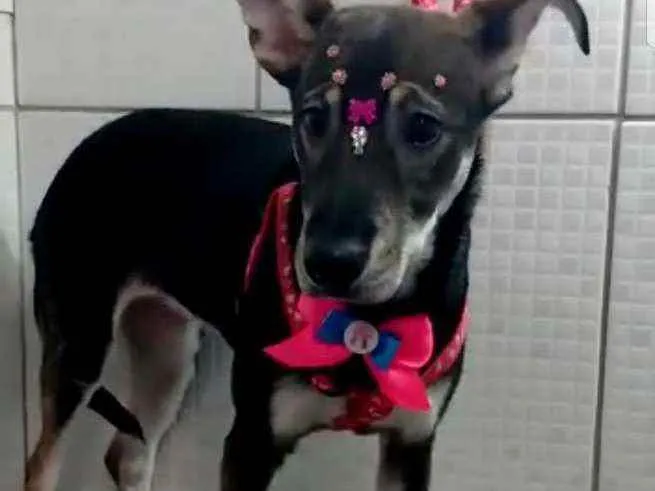 Cachorro raça Srd  idade 2 a 6 meses nome Yumi