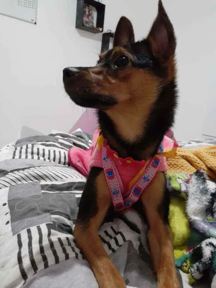 Cachorro ra a Srd  idade 2 a 6 meses nome Dudinha