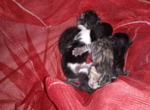 Gato raça  idade  nome Nao tei nome