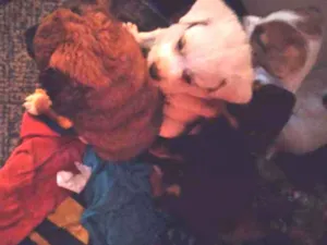 Cachorro raça Viralatas idade Abaixo de 2 meses nome Bebes