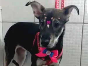 Cachorro raça Srd  idade 2 a 6 meses nome Yumi