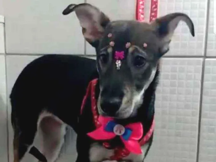 Cachorro raça Srd  idade 2 a 6 meses nome Yumi