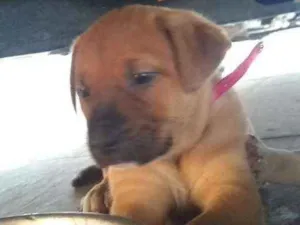 Cachorro raça Srd  idade Abaixo de 2 meses nome Kategat
